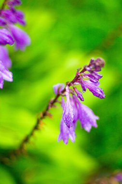 yağmurda bir çayırçiçekleri, yeni temiz bahar çiçekleri, çiçeklerin yapraklarındaki yağmur damlaları.