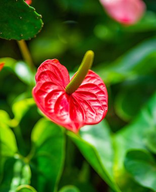 yağmurda bir çayırçiçekleri, yeni temiz bahar çiçekleri, çiçeklerin yapraklarındaki yağmur damlaları.