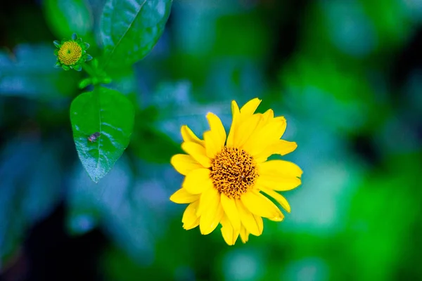 비에 초원에 꽃, 새로운 깨끗한 봄 꽃, 꽃의 잎에 빗방울. — 스톡 사진