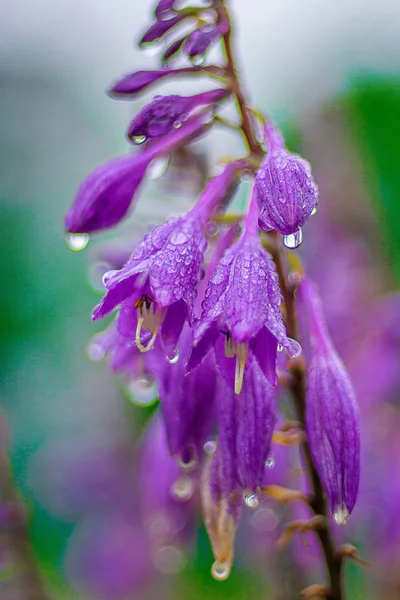 yağmurda bir çayırçiçekleri, yeni temiz bahar çiçekleri, çiçeklerin yapraklarındaki yağmur damlaları.