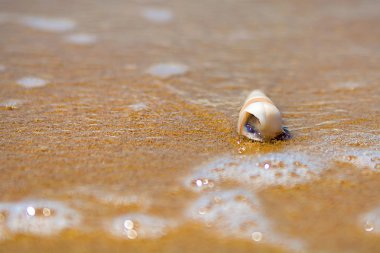 güzel süslü kabuk deniz kıyısında turkuaz dalgaları kıyıda alıştırma yatıyor..