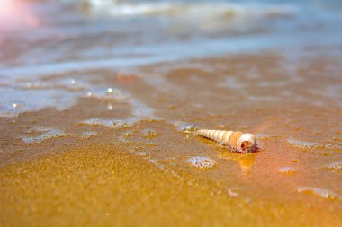 güzel süslü kabuk deniz kıyısında turkuaz dalgaları kıyıda alıştırma yatıyor..