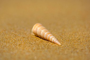 güzel süslü kabuk deniz kıyısında turkuaz dalgaları kıyıda alıştırma yatıyor..