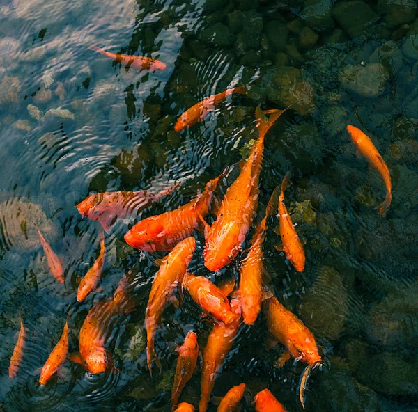bright red Koi fishes swim in an open pond, red, white and orange fish in open water