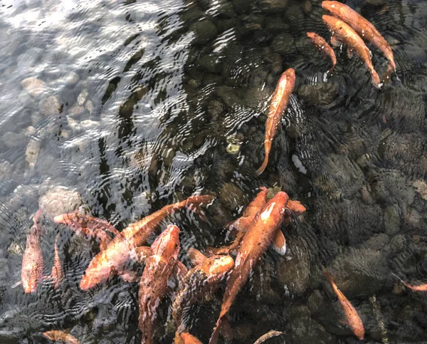 Pesci Koi rossi vivaci nuotano in uno stagno aperto, pesci rossi, bianchi e arancioni in mare aperto — Foto Stock