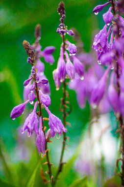 yağmurda bir çayırçiçekleri, yeni temiz bahar çiçekleri, çiçeklerin yapraklarındaki yağmur damlaları.