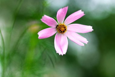 yağmurda bir çayırçiçekleri, yeni temiz bahar çiçekleri, çiçeklerin yapraklarındaki yağmur damlaları.