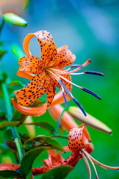 Fiori in un prato sotto la pioggia, nuovi fiori primaverili puliti, le gocce di pioggia sulle foglie dei fiori . — Foto Stock