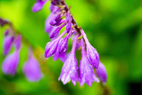 Fleurs dans un pré sous la pluie, nouvelles fleurs printanières propres, les gouttes de pluie sur les feuilles des fleurs . — Photo