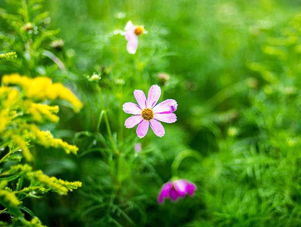 Flores en un prado bajo la lluvia, nuevas flores limpias de primavera, las gotas de lluvia en las hojas de las flores . — Foto de Stock