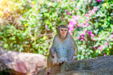 ormanda koşturup, yeme maymunlar. küçük ve büyük çalış ve güneşin altında güneşlenmek.