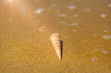 güzel süslü kabuk deniz kıyısında turkuaz dalgaları kıyıda alıştırma yatıyor..