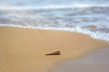 güzel süslü kabuk deniz kıyısında turkuaz dalgaları kıyıda alıştırma yatıyor..