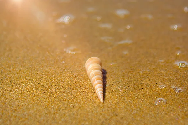 güzel süslü kabuk deniz kıyısında turkuaz dalgaları kıyıda alıştırma yatıyor..