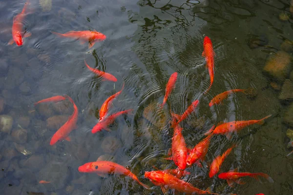 鮮やかな赤鯉が池に泳ぎ、赤・白・オレンジ色の魚が水中を泳ぐ — ストック写真