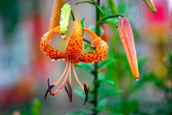 Fiori in un prato sotto la pioggia, nuovi fiori primaverili puliti, le gocce di pioggia sulle foglie dei fiori . — Foto Stock