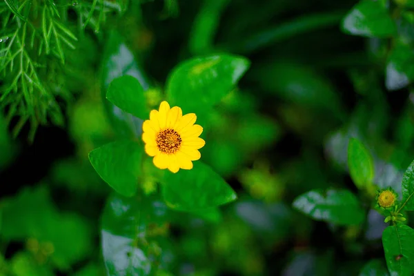 Fiori in un prato sotto la pioggia, nuovi fiori primaverili puliti, le gocce di pioggia sulle foglie dei fiori . — Foto Stock