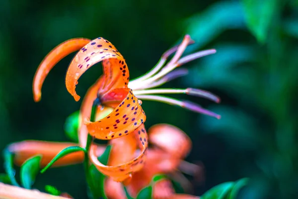 Fiori in un prato sotto la pioggia, nuovi fiori primaverili puliti, le gocce di pioggia sulle foglie dei fiori . — Foto Stock