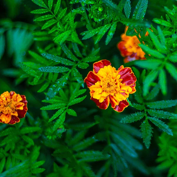 雨の草原の花、新しいきれいな春の花、花の葉に雨滴. — ストック写真