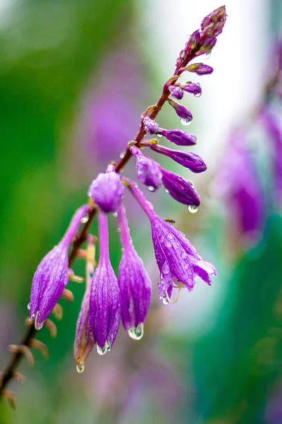 yağmurda bir çayırçiçekleri, yeni temiz bahar çiçekleri, çiçeklerin yapraklarındaki yağmur damlaları.