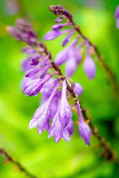 雨の草原の花、新しいきれいな春の花、花の葉に雨滴. — ストック写真