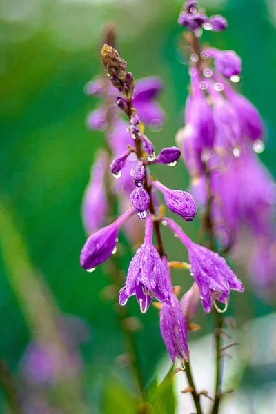 Yağmurda bir çayırçiçekleri, yeni temiz bahar çiçekleri, çiçeklerin yapraklarındaki yağmur damlaları. — Stok fotoğraf