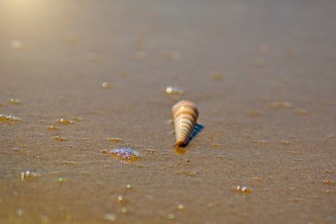 güzel süslü kabuk deniz kıyısında turkuaz dalgaları kıyıda alıştırma yatıyor..