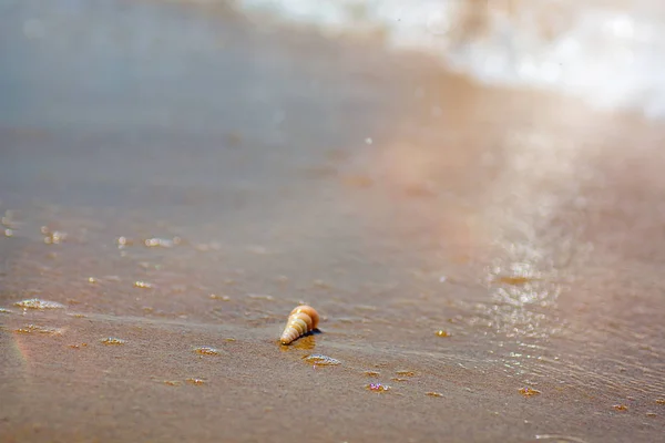 Gyönyörű díszes shell a tenger partján fekszik, türkiz hullámok átfedésben a parton. — Stock Fotó