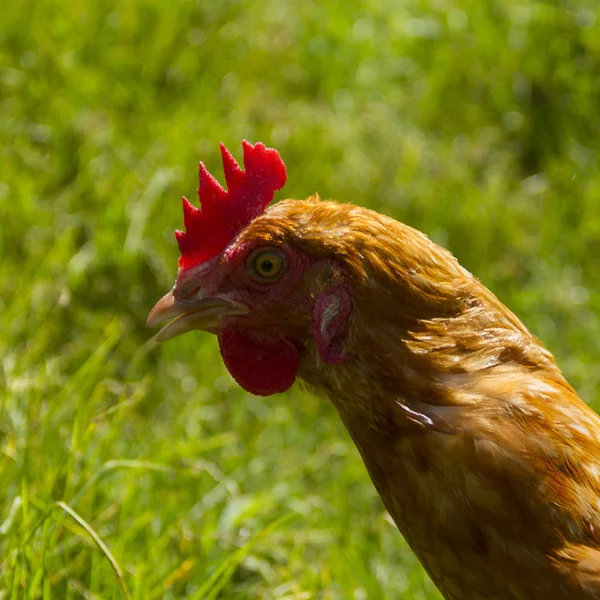 Primer plano de Gallina en pastoreo en libertad grama verde