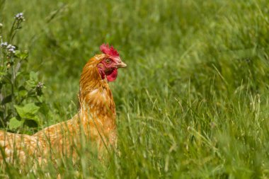 Gallina solitaria libres en granja de huevos organicos caminando en grama verde con pequeas flores