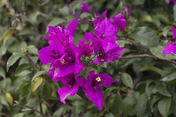 Planta curazao o buganvilla de con flores de color morada con hojas verdes frescas en luz de verano con espacio para texto fotografa yatay con muchos detalles y vividos colores morado y verde