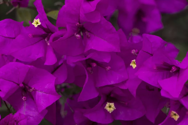 Primer Plano Planta Curazao Buganvilla Con Flores Color Moradas Con — Stok fotoğraf