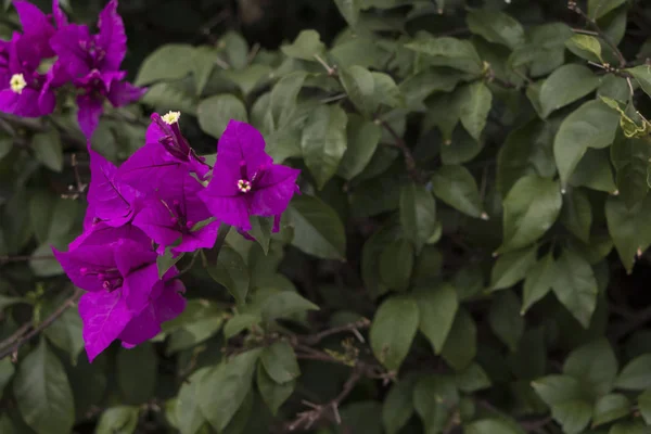 Planta Curazao Buganvilla Color Morada Con Hojas Verdes Frescas Luz — Stockfoto