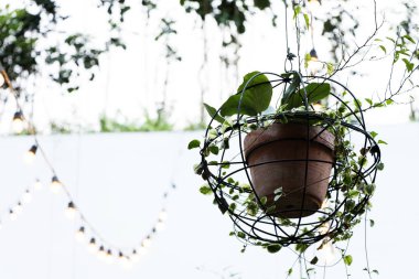 Planta enredadera en maceta de barro y estructura de hierro dairesel colgada del techo y fondo desenfofocado iluminado luz dia con espacio para texto