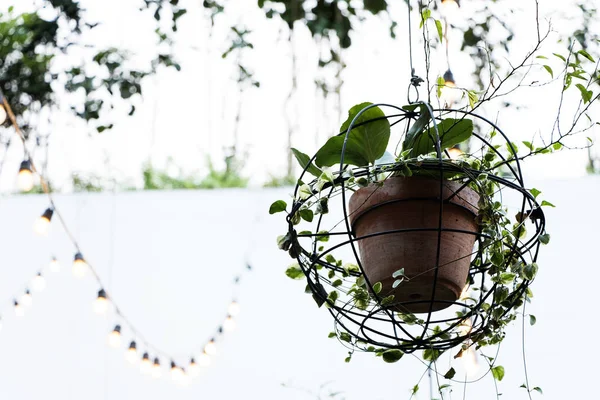 Planta enredadera en maceta de barro y estructura de hierro dairesel colgada del techo y fondo desenfocado iluminado luz dia