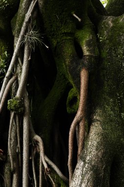 Imagen dikey Tronco de rbol viejo y yarışları con sombras oscuras musgo verde miedo miedo sentimientos hojas verdes