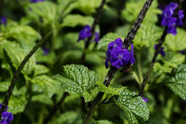 Primer plano de campo de flores moradas con hojas verdes  fondo de pantalla
