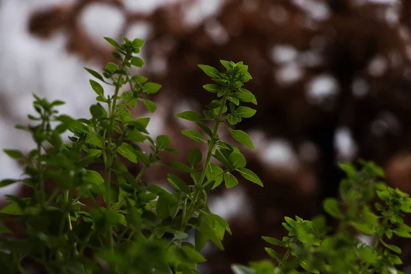 Planta Albahaca Verde Con Fondo Café Desenfocado Pequeas Hojas Crecimiento — Foto de Stock