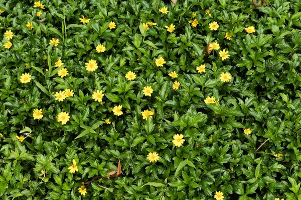 Pequeas Flores Amarillas Grama Verde Exterior Parque — Foto de Stock