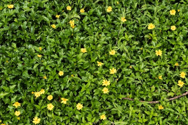 Pequeas Flores Amarillas Grama Verde Exterior Parque — Stock Fotó