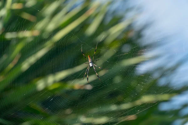熱帯植物の背景緑でスピン Web 上大きなクモのマクロを閉じます 食糧のための飛行昆虫を捕まえるを待つ — ストック写真