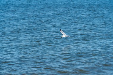 Sahil boyunca okyanus suyu üzerinde uçan uçuş martı hareket yemek için balık gıda arıyor