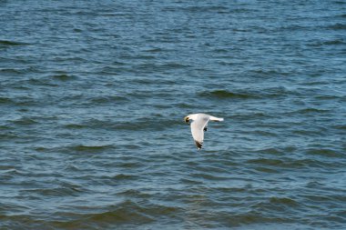 Sahil boyunca okyanus suyu üzerinde uçan uçuş martı hareket yemek için balık gıda arıyor