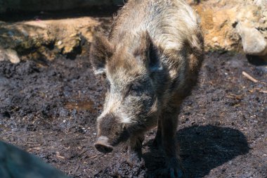 Sıcak gündüz saatlerinde dışarıda çamurda yürüyen yaban domuzu görünümü. Turistler ve aileler için hayvanat bahçesi ziyaret cazibe