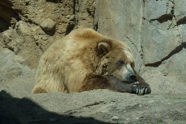 Brązowy Niedźwiedź Grizzly Ustanawia Się Ciepłym Letnim Słońcu Zewnątrz Obok — Zdjęcie stockowe