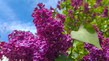 Leylak dalı. Daldaki leylak çiçekleri. Leylak küçük leylak çiçekleri