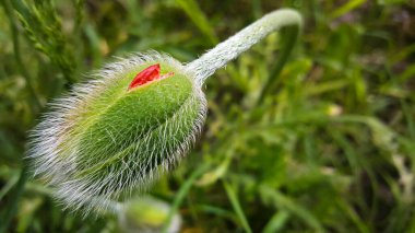 Açılmamış gelincik çiçeği tomurcuğu yakın plan