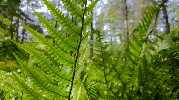 Beautiful Fern Leaves Green Foliage Natural Floral Fern Background Sunlight — Stock Photo, Image