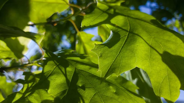 Maple Bladeren Tegen Blauwe Lucht — Stockfoto