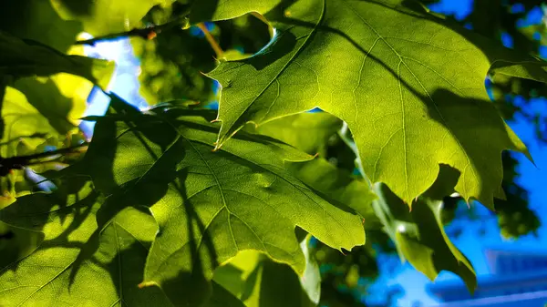 Maple Bladeren Tegen Blauwe Lucht — Stockfoto